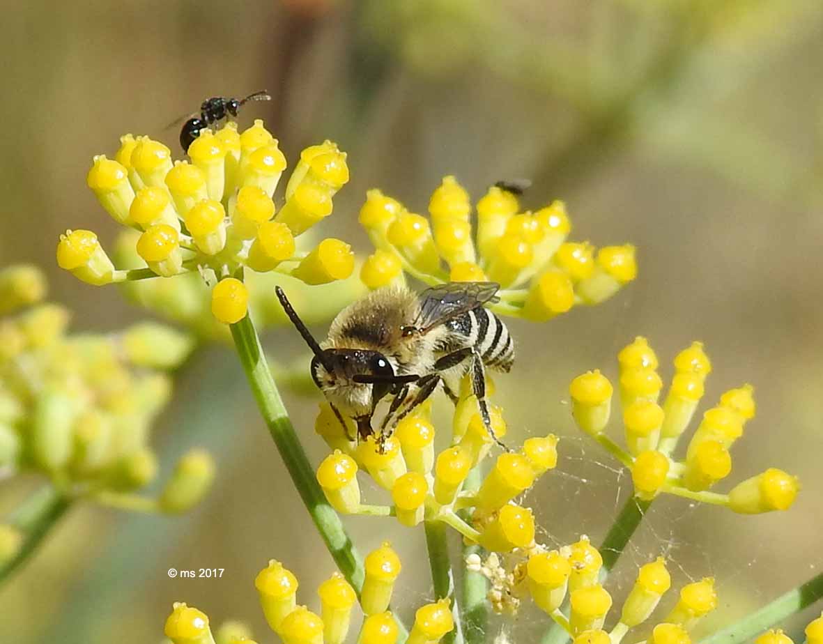 Colletes cfr. nigricans (Apidae Colletinae), femmina